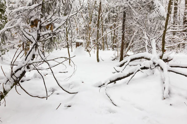 Winter Forest Snow Branches Trees — Stock Photo, Image