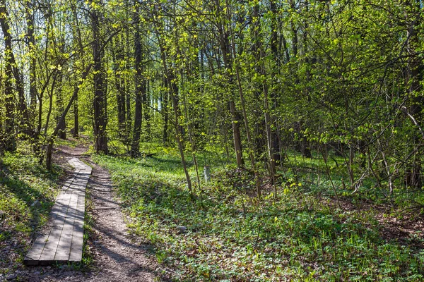 Våren Skogen Början Maj — Stockfoto