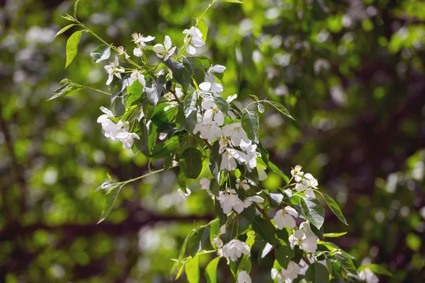 Pommes Fleurs Sur Une Journée Ensoleillée Dans Nature — Photo