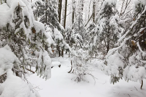 冬の森 木の枝に雪 — ストック写真