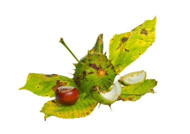 beyaz arka plan üzerinde izole kestane stüdyo çekim, kopya alanı