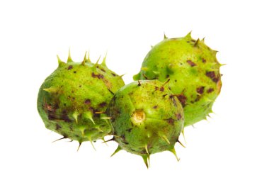 beyaz arka plan üzerinde izole kestane stüdyo çekim, kopya alanı