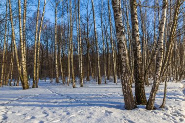 Güneşli bir günde kışın ormanda Huş ağacı