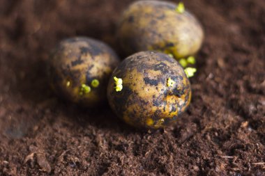 toprak toprakta kahverengi patates hasat