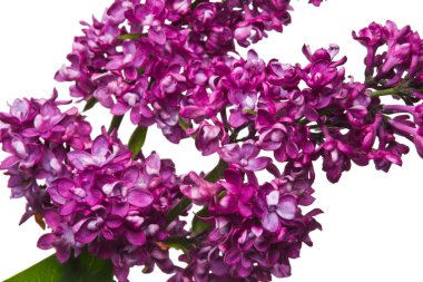 Beyaz arkaplanda leylak