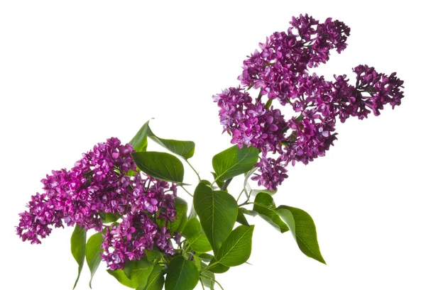 Beyaz arkaplanda leylak