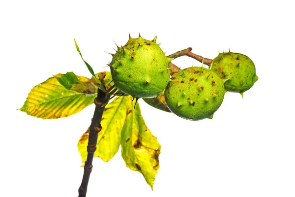 Estúdio Tiro Castanhas Isoladas Fundo Branco Espaço Cópia — Fotografia de Stock