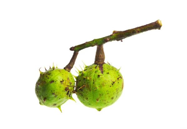 Estúdio Tiro Castanhas Isoladas Fundo Branco Espaço Cópia — Fotografia de Stock