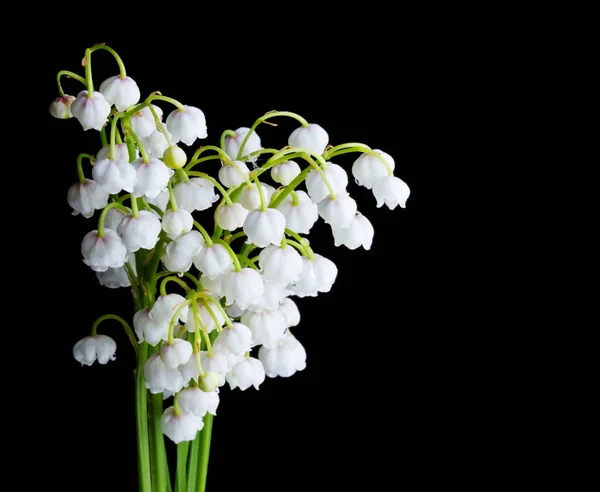 Studio Skott Vita Blommor Liljekonvaljer Svart Bakgrund — Stockfoto