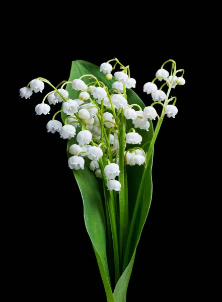 Studioaufnahme Weißer Blumen Maiglöckchen Auf Schwarzem Hintergrund — Stockfoto