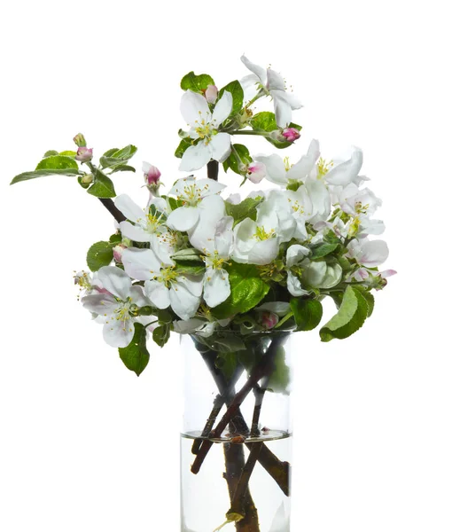 Цветы Яблока Белом Фоне — стоковое фото