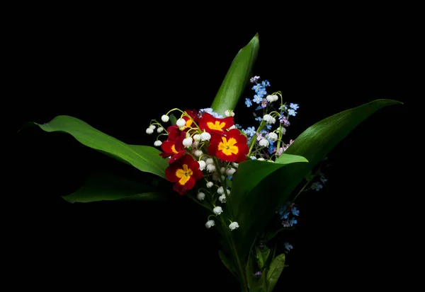 Studio Bild Blommor Bukett — Stockfoto