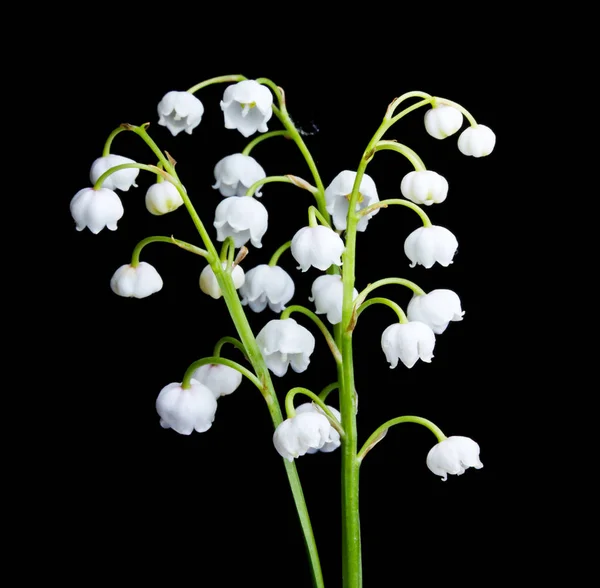 Studio Skott Vita Blommor Liljekonvaljer Svart Bakgrund — Stockfoto