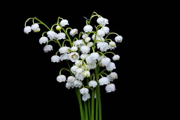 Studio Skott Vita Blommor Liljekonvaljer Svart Bakgrund — Stockfoto