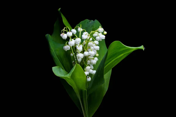 Studio Girato Fiori Bianchi Gigli Della Valle Sfondo Nero — Foto Stock