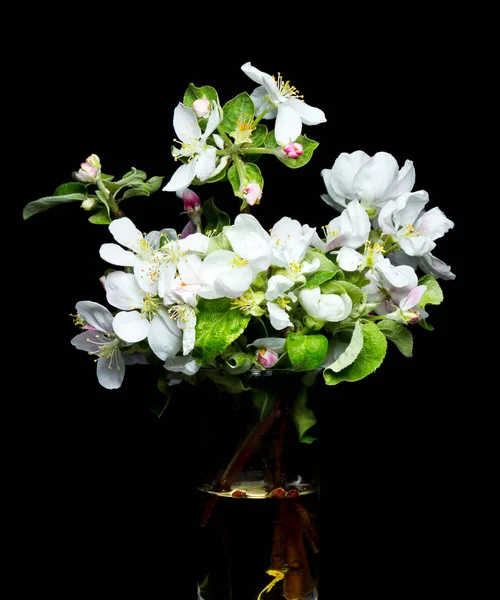 Blommor Apple Svart Bakgrund — Stockfoto