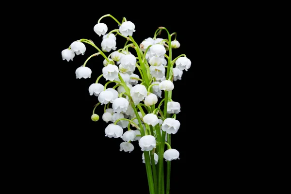 Estudio Plano Flores Blancas Lirios Del Valle Sobre Fondo Negro — Foto de Stock