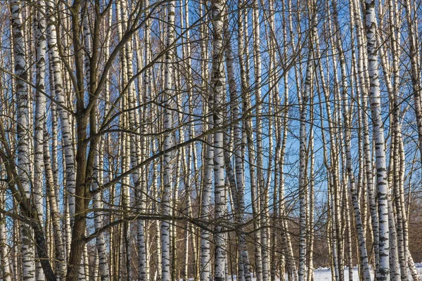 Abedules Bosque Invierno Día Soleado —  Fotos de Stock