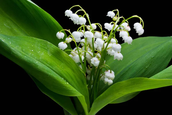 Studio Girato Fiori Bianchi Gigli Della Valle Sfondo Nero — Foto Stock