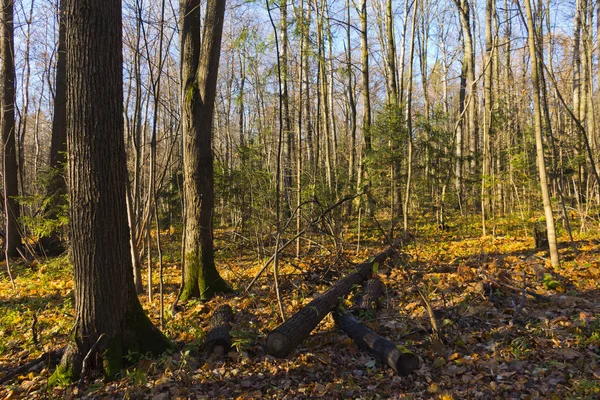 sonbaharda yaprakları ile sarı park 