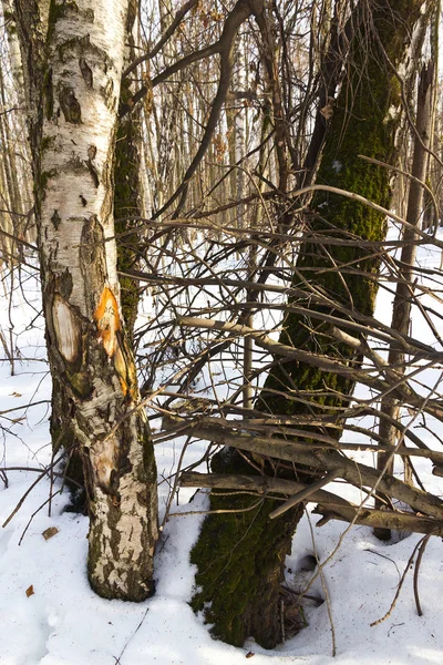 Лісові Берези Засніжені Землі Взимку — стокове фото