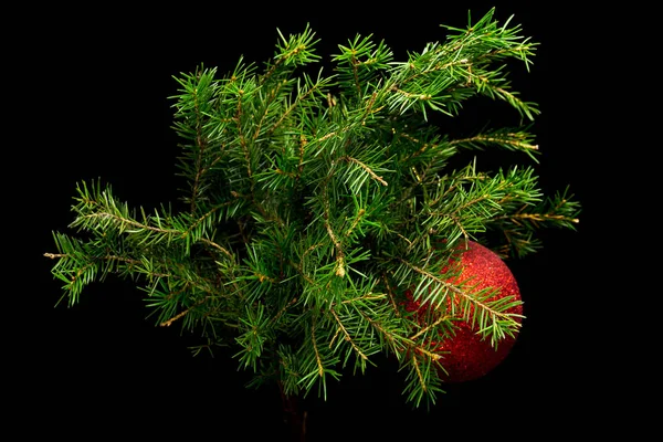 Green Pine Branch Red Ball Toy Decoration Black Background — Stock Photo, Image