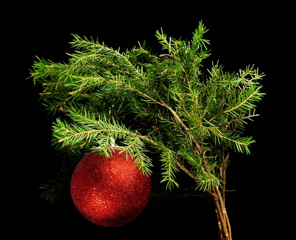 Green Pine Branch Red Ball Toy Decoration Black Background — Stock Photo, Image