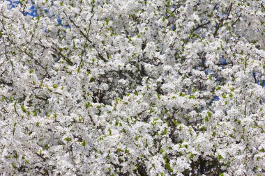 beyaz çiçek çiçekleri ile bahar ağacı 