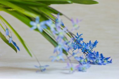 Sahilde güzel lavanta çiçekleri