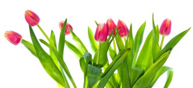 kırmızı lale çiçek buket, stüdyo çekim 