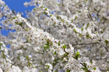 beyaz çiçek çiçekleri ile bahar ağacı 