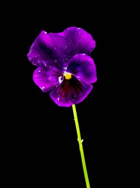 Siyah arka plan daki pansies.