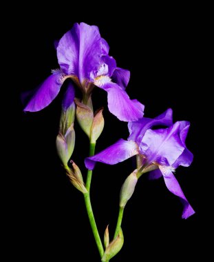 día y noche las flores y mariposas.