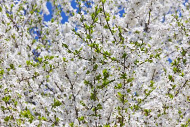 beyaz çiçek çiçekleri ve mavi gün gökyüzü ile bahar ağacı 
