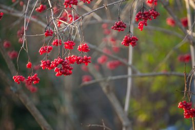 Sonbaharda yapraksız dallarda kırmızı viburnum