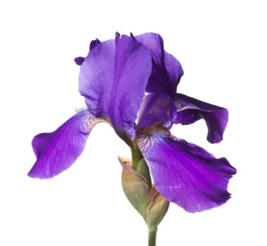 Beyaz arka planda izole edilmiş irises.