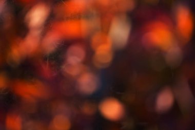 Portakal sonbahar yaprakları ile Dalları, bokeh etkisi ile rhododendron