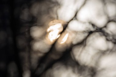 Bokeh etkisi ile ormandaki ağaç dalları ile güneş