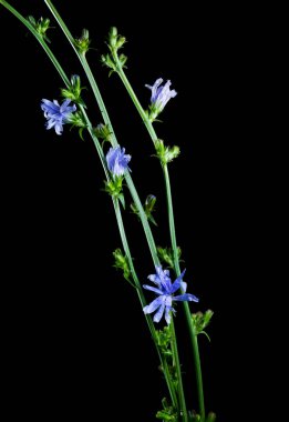 Siyah arka planda hindiba.