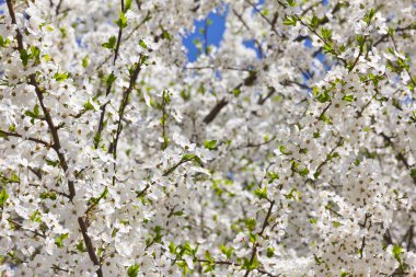beyaz çiçek çiçekleri ile bahar ağacı 