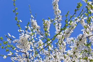 beyaz çiçek çiçekleri ve mavi gün gökyüzü ile bahar ağacı 