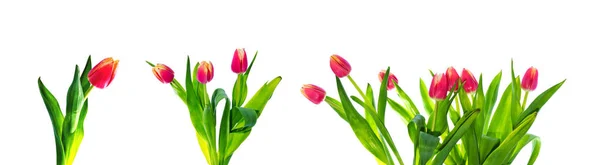 Triptych of red tulips isolated on white background. — Stock Photo, Image