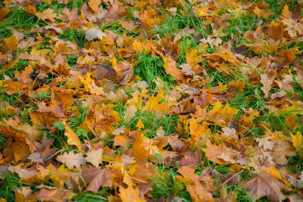 Yellow Leaves Ground Abstract Autumn Photo — Stock Photo, Image