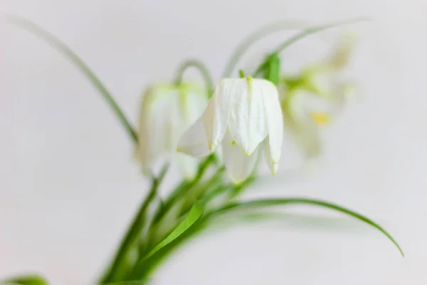 Tulipani Bianchi Fiori Studio Shot — Foto Stock