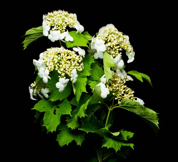 Flores Viburnum Fundo Preto — Fotografia de Stock