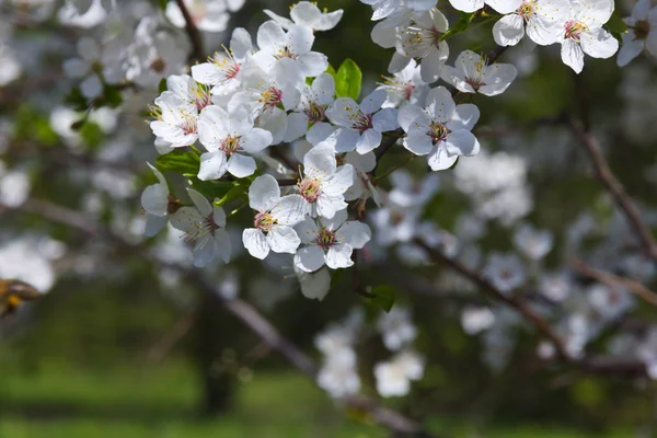 Árvore Primavera Com Flores Flor Branca — Fotografia de Stock