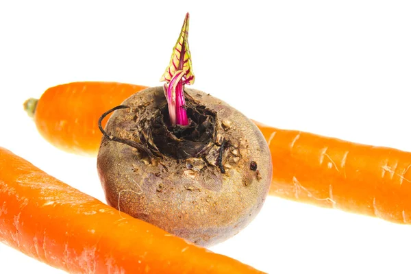 Свекла Морковь Изолированы Белом Фоне — стоковое фото