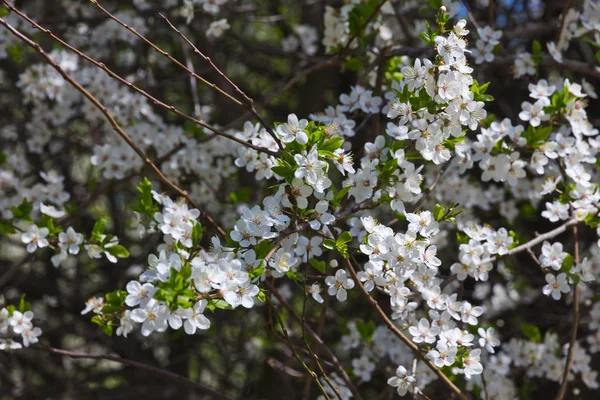 Весеннее Дерево Белыми Цветами — стоковое фото