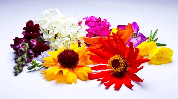 Schöne Blumen Isoliert Auf Weißem Hintergrund — Stockfoto