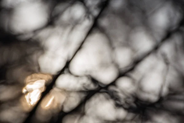 阳光穿过森林中的树枝 具有散景效果 — 图库照片